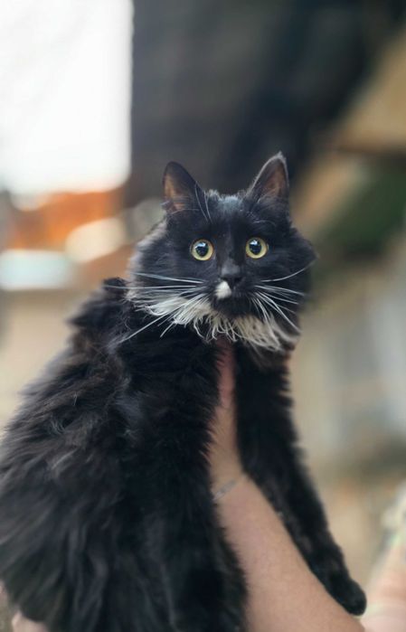 Котёнок, 6 месяцев