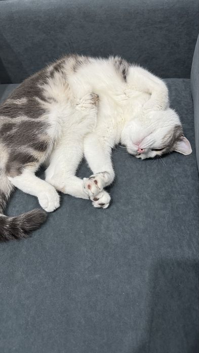 В добрые руки домашний котик