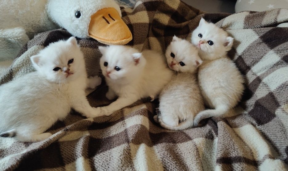 Алматы Котята Шиншиллы серебро