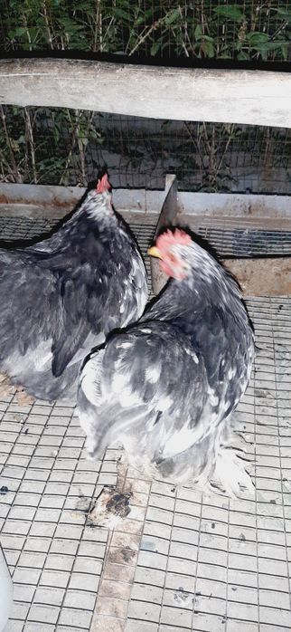 100mingdan  kelisamiz