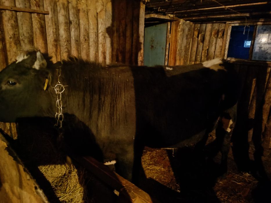 Продам бычка с откорма