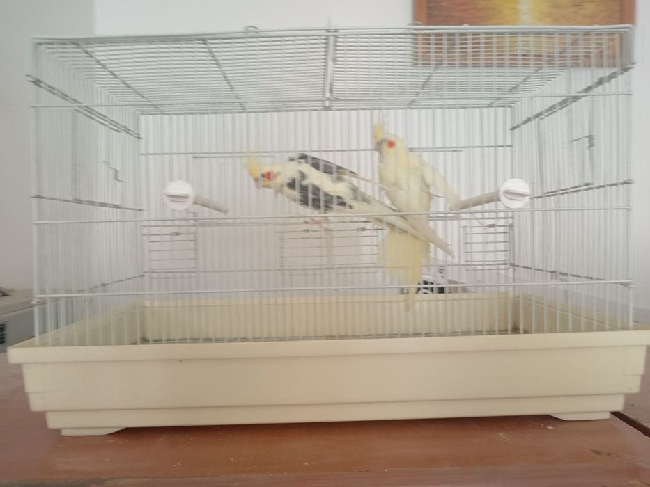 Продам конарейки