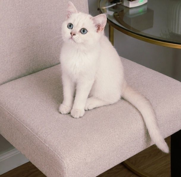 British Shorthair -fetiță cu pedigree