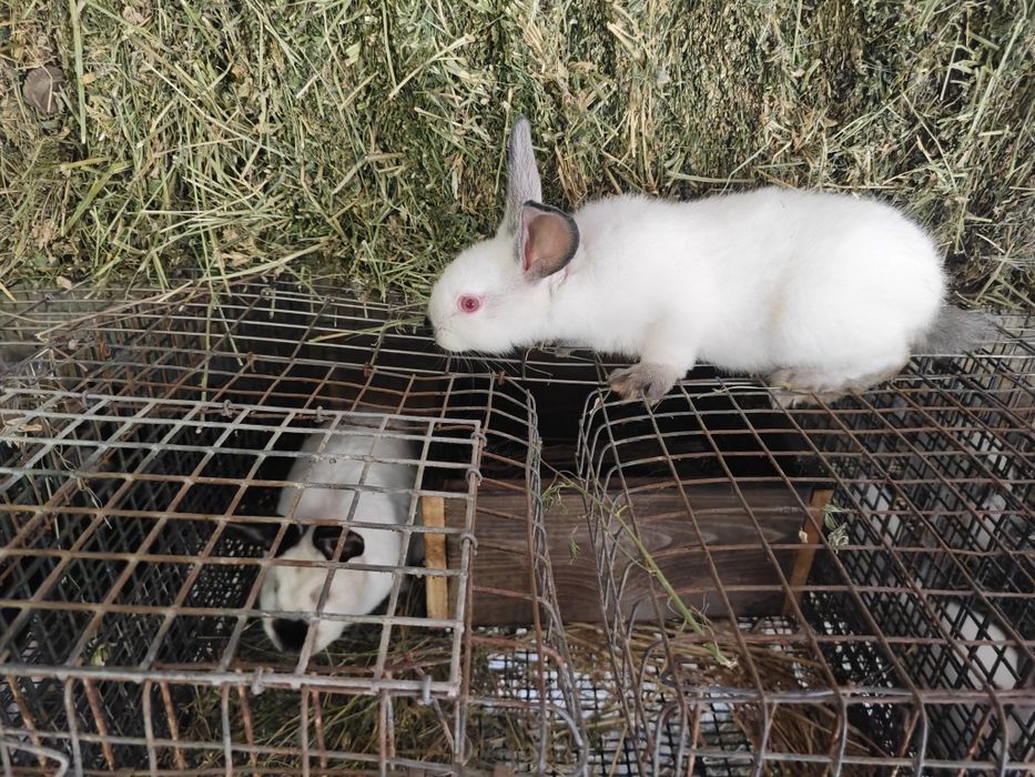 Калифорнийски зайци и други