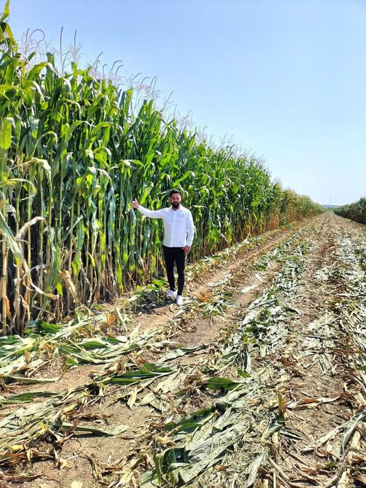 GOLIATH - Campion in Europa la porumb siloz