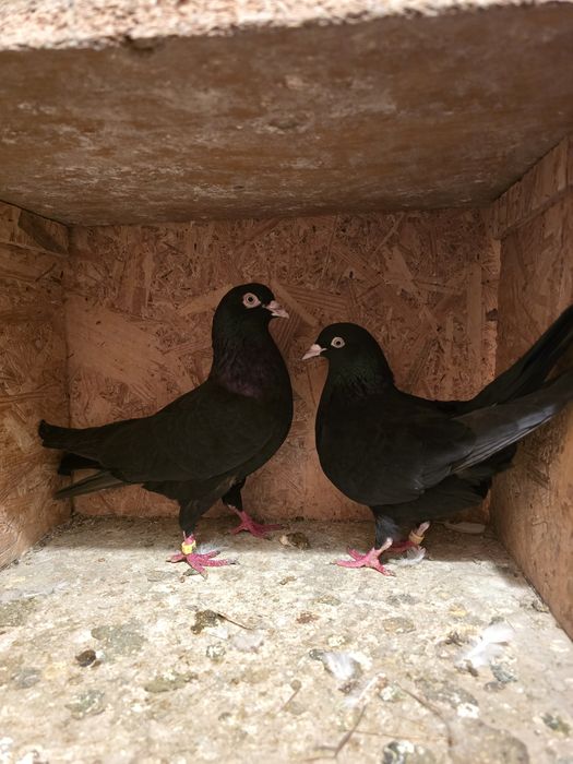Домашний голуби.