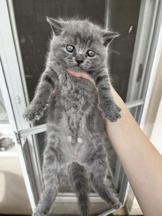 Британско котенце