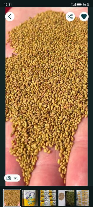 Vănd sămânța de lucernă calitatea 1