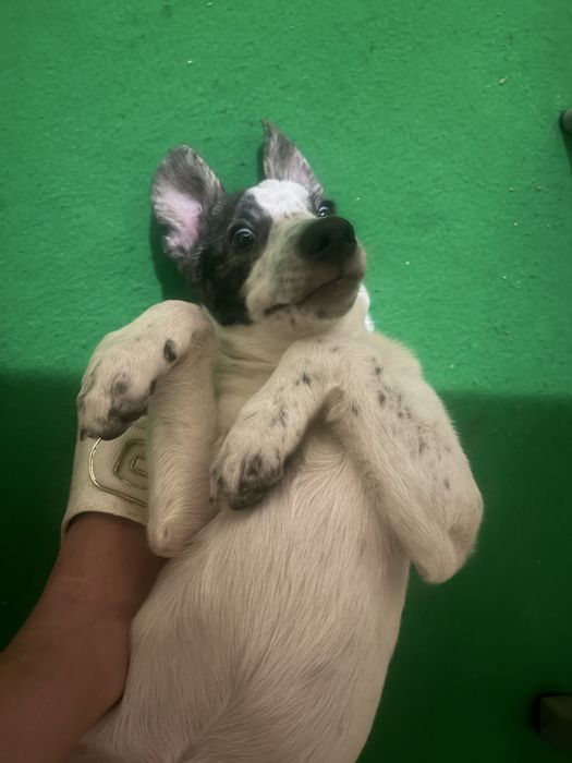 Donez o catelusa maidaneza