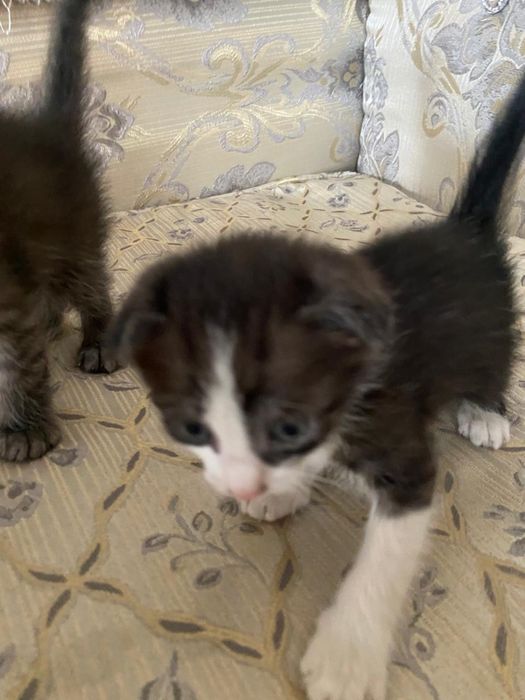 Отдам котят в хорошие руки