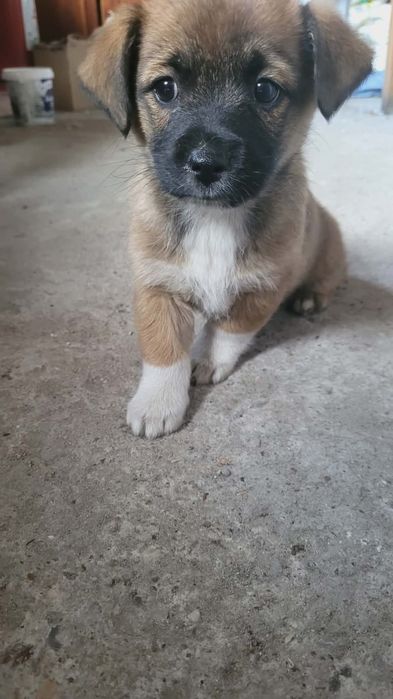 Ofer spre adopție metiș cățelușă de 3 luni unei persoane responsabile