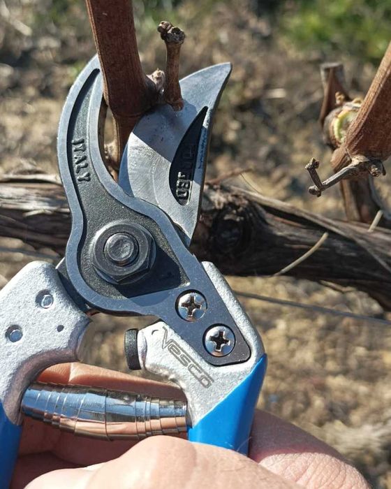 Foarfeci profesionale pomi si vie Vesco dublu tais, nicovala, bypass