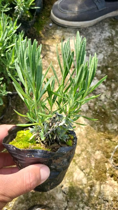 Лаванды, розы оптом