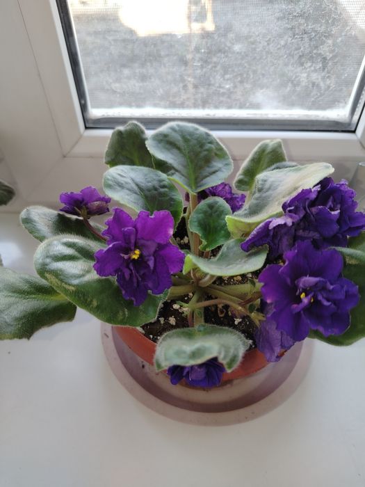 Продам Фиалку  сортовую