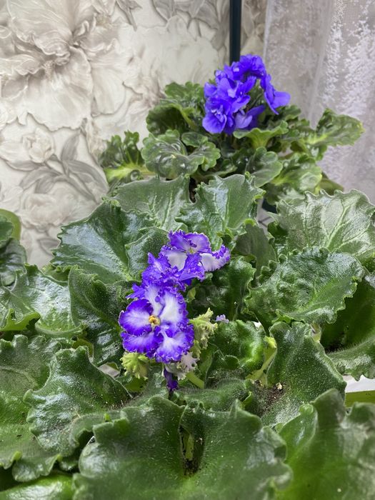 Фиалочки недорого