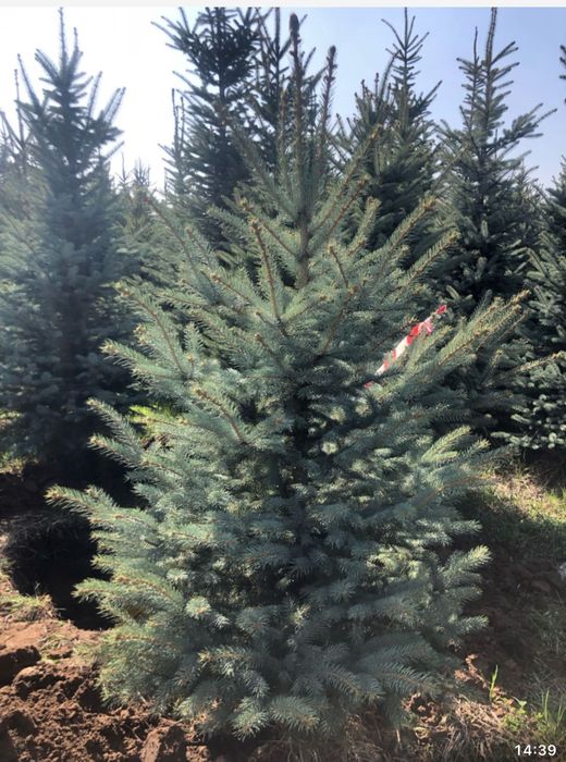 Озеленение посадка