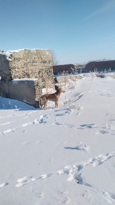 Гончие Тазы срочно