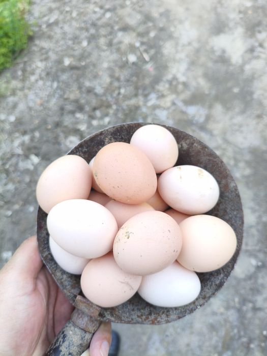 Bramma Inkubatsion tuxumlari sotiladi