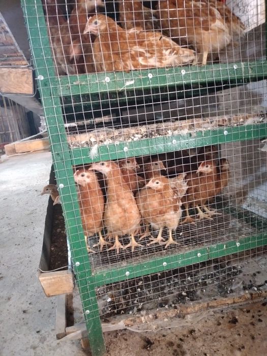 Несушка Ломан Браун тауык