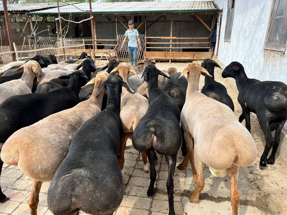 Qoy куй кой qochqorlar sotiladi 20 kg 60kg bor