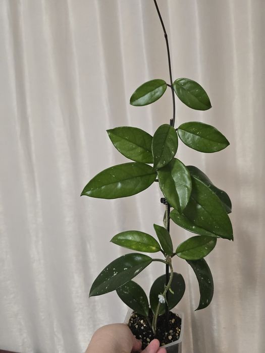 Hoya Carnosa, Lacrima Maicii Domnului, Cerica
