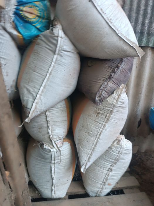 Куйни гонги майда