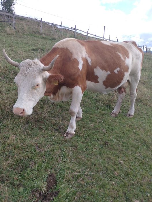 Vând doua vaci gestante