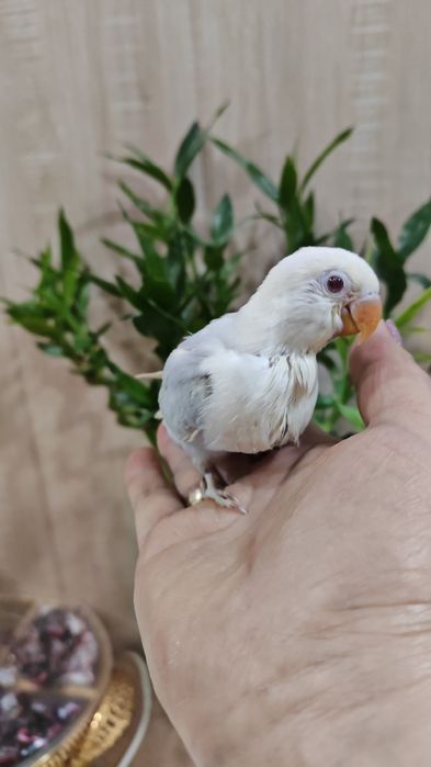 Продается птенец Неразлучника.