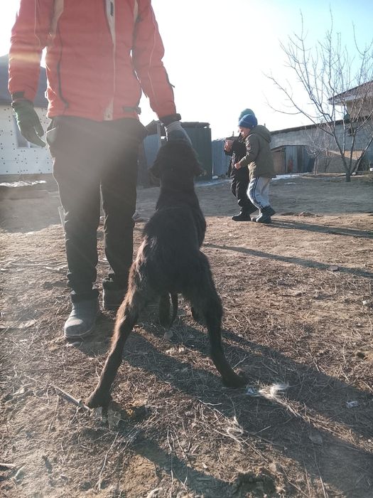 Тазы күшік  сатылады