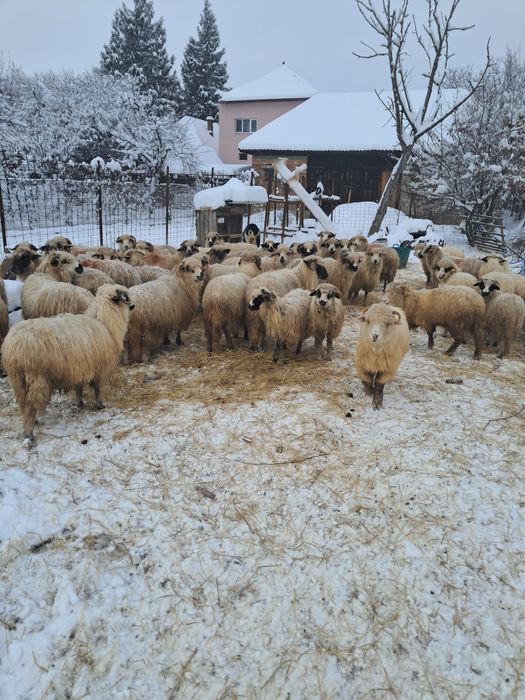 Vând 43 oi din care 16 miele