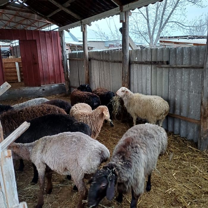 Продаются жирные бараны