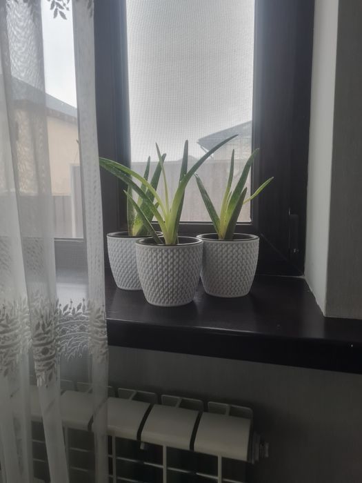 Алое Вера растения!