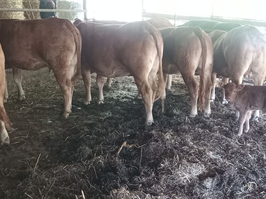 Juninci limousin gestante și fătate