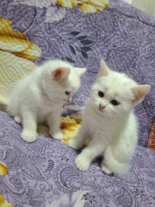 Отдам котят в добрые руки