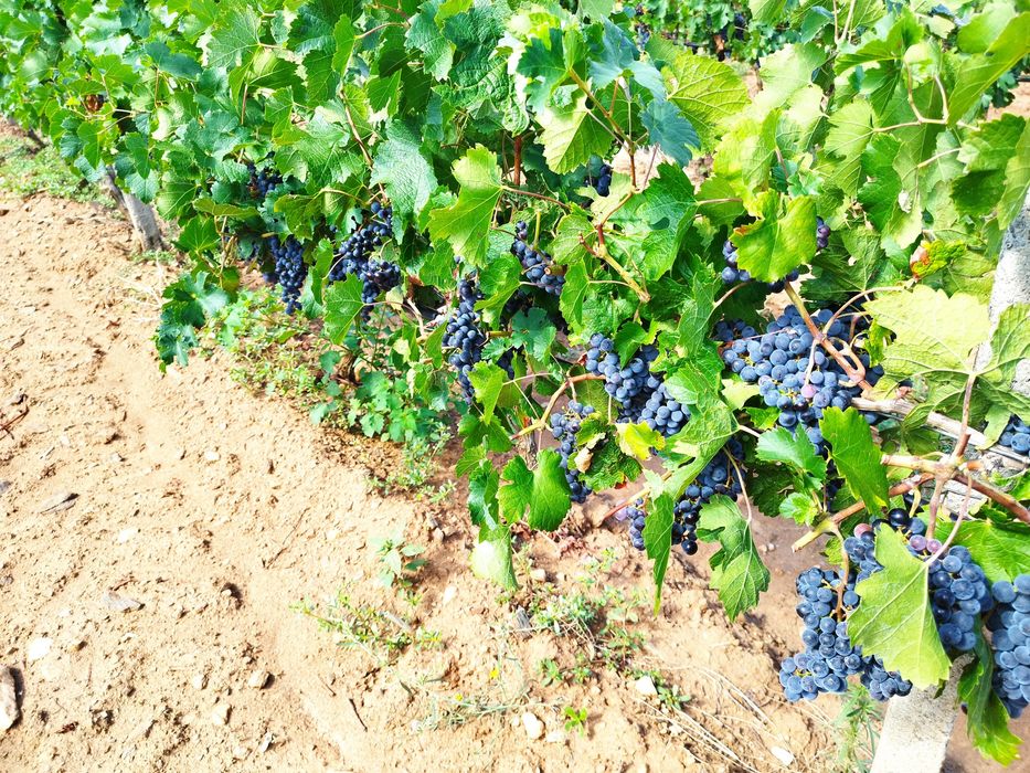 Продавам винено грозде собствено производство