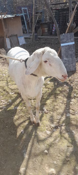 Arashan qochqor zotga sotiladi