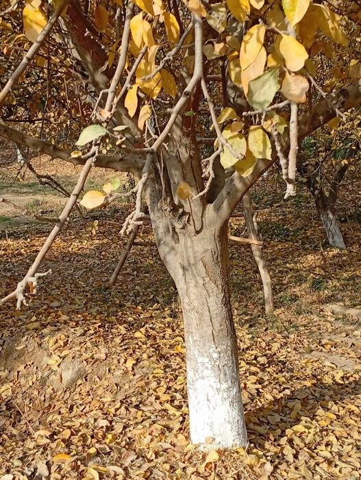 Daxat oʻtini sotiladi Issiqxonachilarga oʻtin taklif etaman cheklanmag