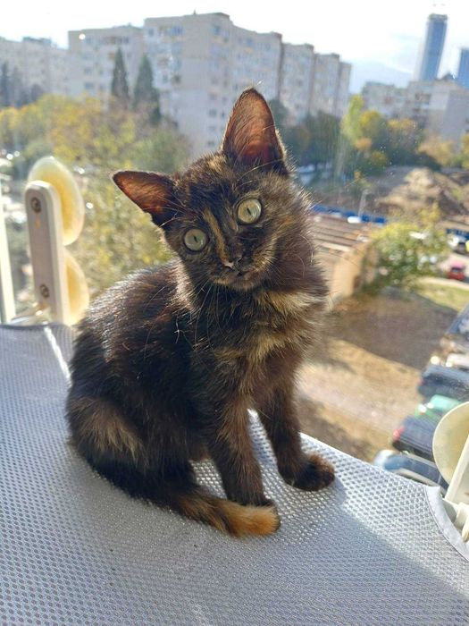 Малко женско коте