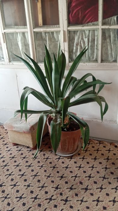 Arzon gullar sotiladi