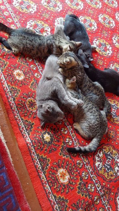Мушук болалари яхши карайдиган одамга