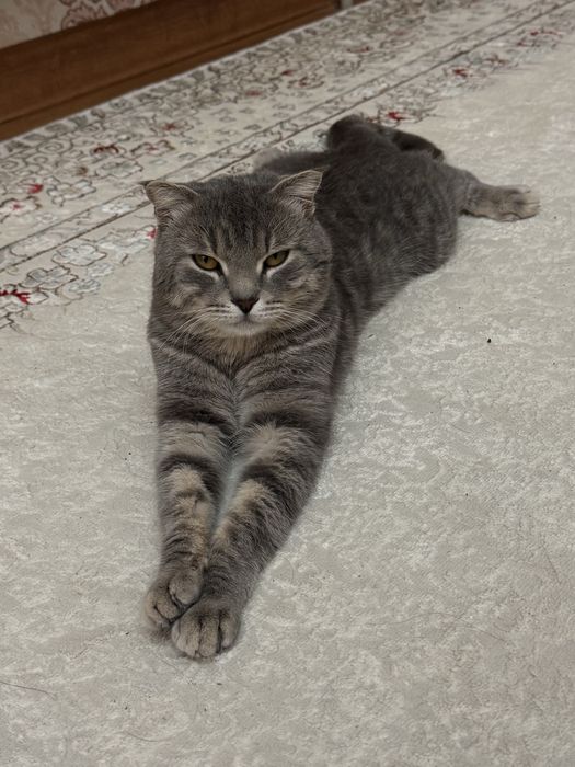 Шотландский мысық