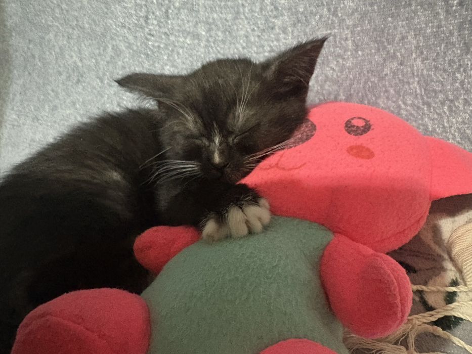 котенок бесплатно