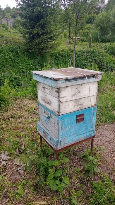 Продам пчелинный улий