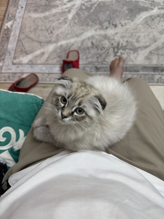 Вислоухий котенок