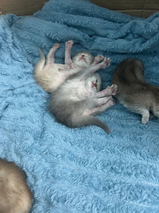 Котята британские