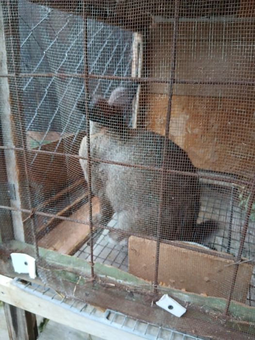 De vânzare iepuroaica