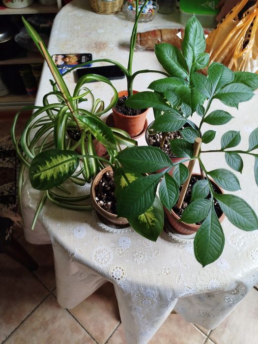 Цветы домашние разные