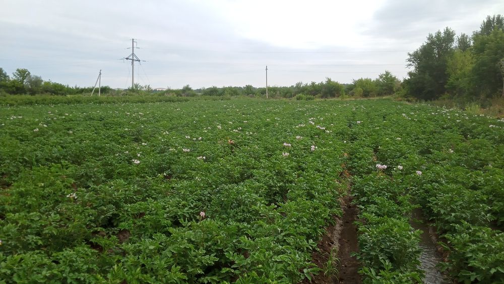 Розовая картофель