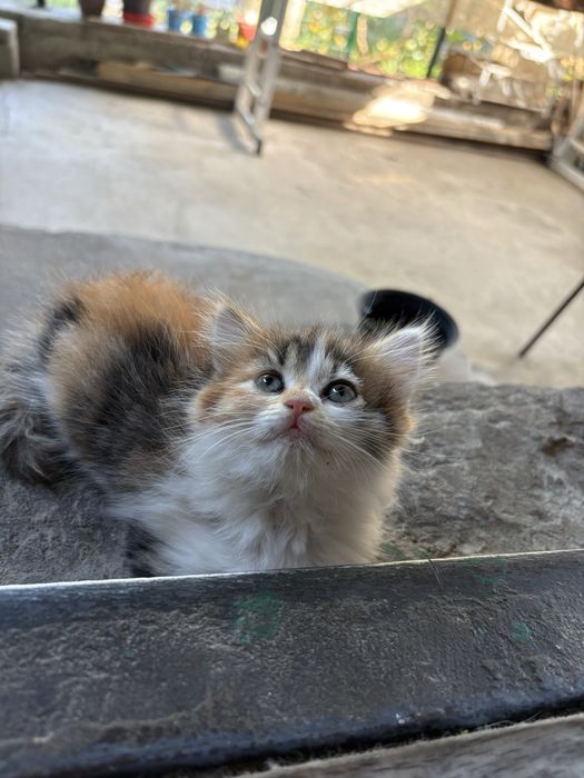 Отдам котят в добрые руки