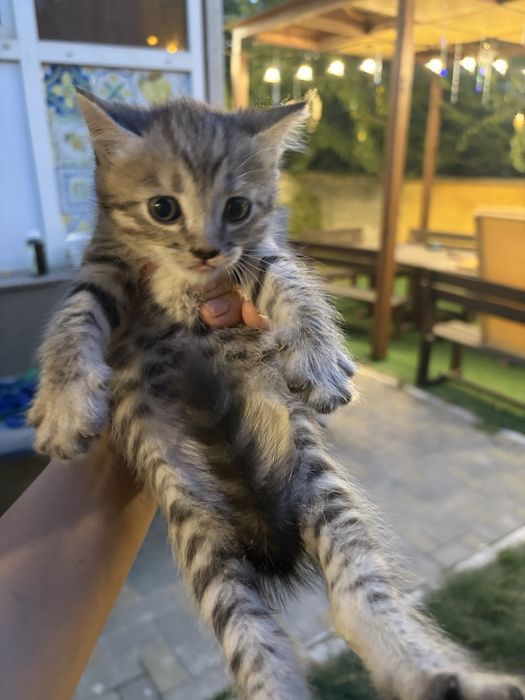 Котята в хорошие руки